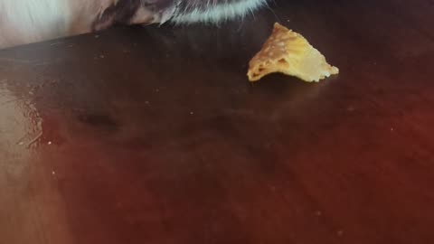 Dog Struggles to Eat a Chip