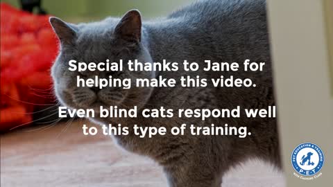 Basic cat traning tips