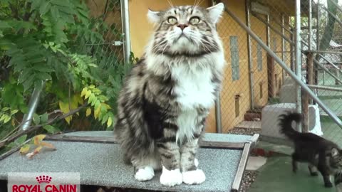 A giant cat with its tiny owner