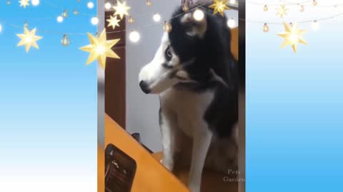 Funny dog 🐕 video.