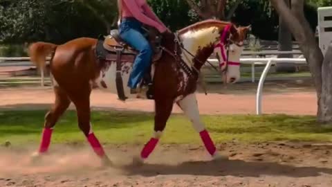 Horse Training With Beautiful Girl 😍❤