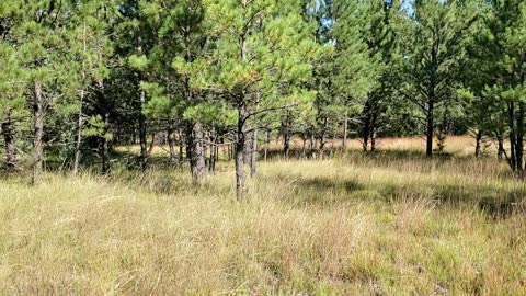 Our property in the Black Hills of South Dakota