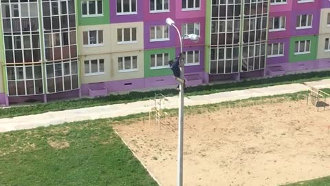 Person Rescues Bird Caught in Light Pole