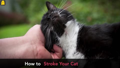 Cat Body Language Explained