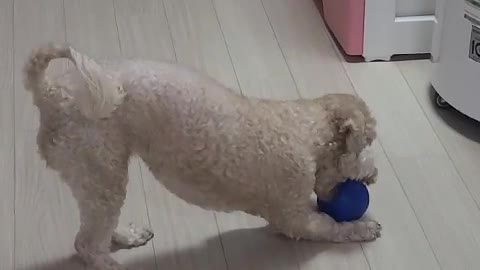 Puppy who is serious about playing ball