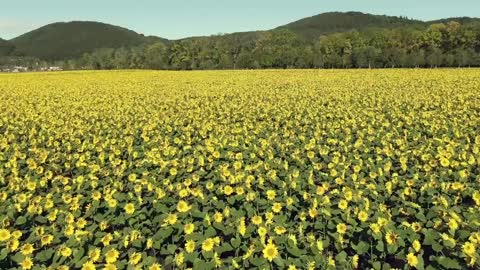 FLOWERS CAN DANCE!!! Amazing nature Beautiful blooming flower time lapse video