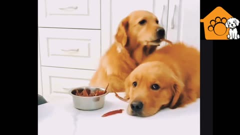 Dog sharing food