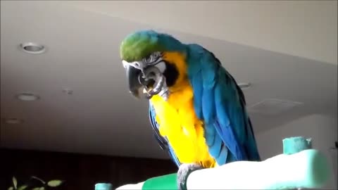 Snuggles the Macaw - Blue and Gold Macaw Talking