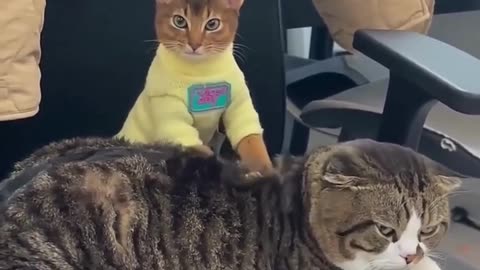 Funniest Cats Compilation😹 #cats #shorts #viral #pets #reels