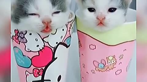 The Ultimate Viral Cat Video