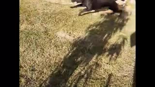 Charlie Running with tennis ball