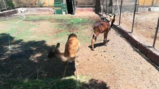 Hungry Couple Of Nile Lechwe Eats Grass