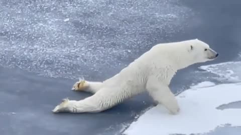 Smart polar bear is a bit too careful while moving over thin ice