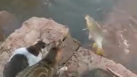 Cats helping with fishing