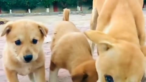 heartbreaking! please feed stray dogs viral video #trends on internet