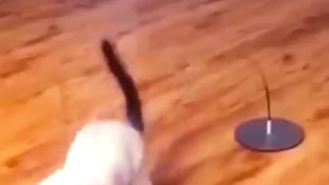 Funny video of dog and cat