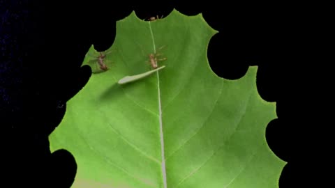 Time lapse shows how effective leafcutter ants can be