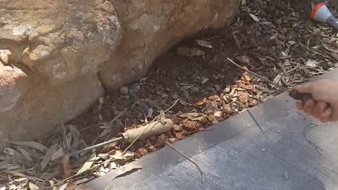 Face to Face with an Eastern Brown Snake