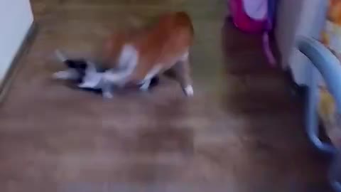 Cats fight 2