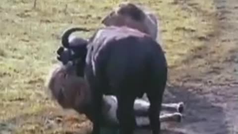 Watch how the lion preys on the stray wild buffalo