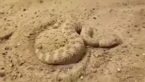 Watch how does a snake hide itself in the sand