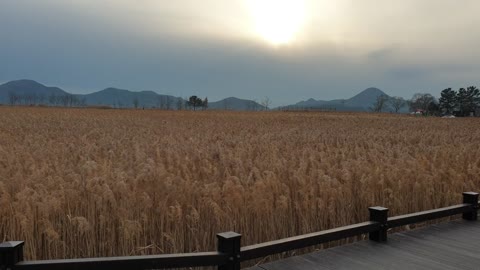 Suncheon Bay