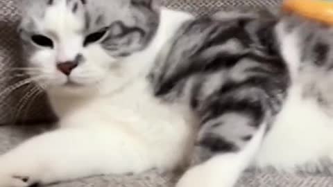 funny cat🐈🐈🐈🐈🐈🐈🐈🐈🐈🐈🐈🐈https://shrinke.me/fID5u9Wy