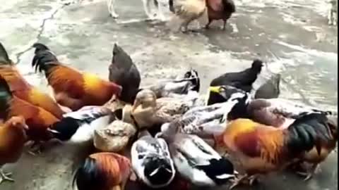 Chicken and dog fighting over supremacy