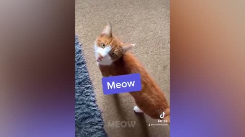 Try Not To Laugh - Aww 🐱 Cat Reaction Videos