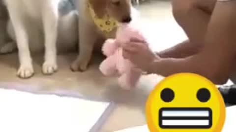 DOG_training_😅_funny_dogs_reaction_#shorts_||_Ecosenpai