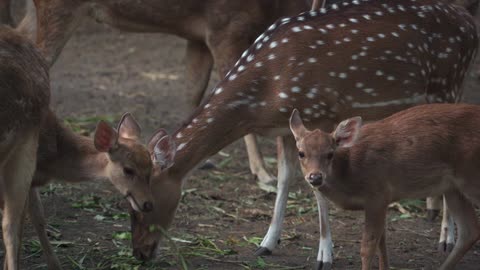 Group of deer/ Mother and the cute baby.