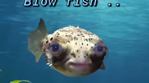 Blow Fish Poison As Fuk