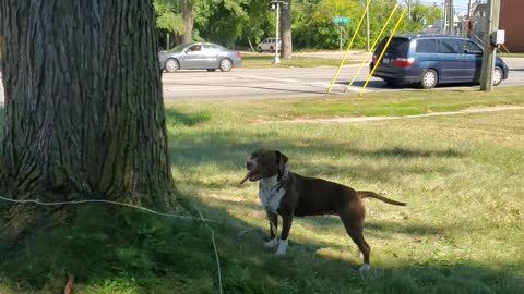 Dog thinks wind is an army of squirrels