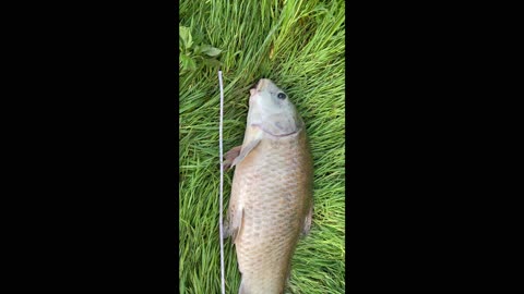 36+ inches Smallmouth buffalo - Austin Texas