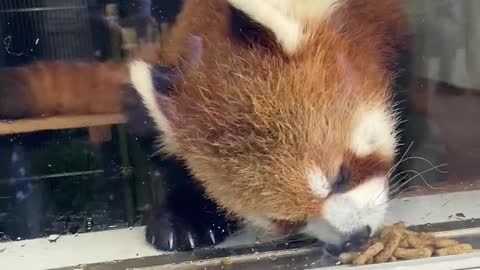 A cute red panda eating food