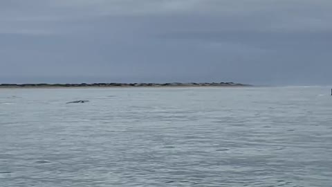 Enormous Friendly Whales Approach Boats