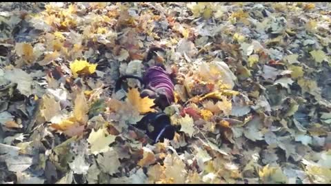 Dogs play in a pile of autumn leaves