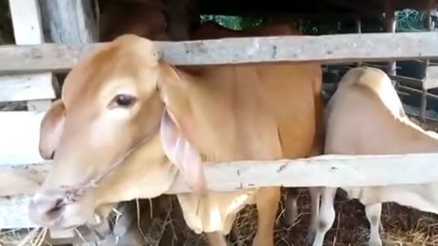 Real cow superhit scene.🐄असल गाय सुपरहिट सीन।🐃🐂🐄