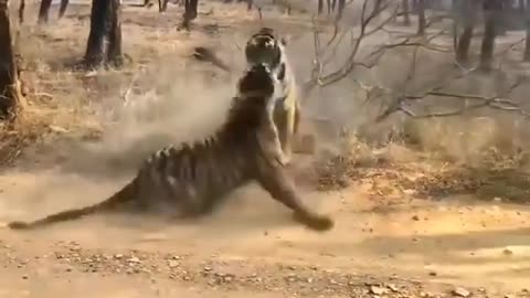 FIGHT BETWEEN TWO FIERCE TIGERS 😨😨😨😨