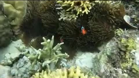 #Stunning Underwater# footage + Music | Nature Relaxation#