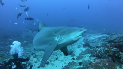 Divers Feed Sharks Without a Cage