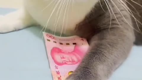 Funny cat 🐈😺 Money