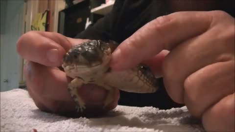 Two Headed Skink