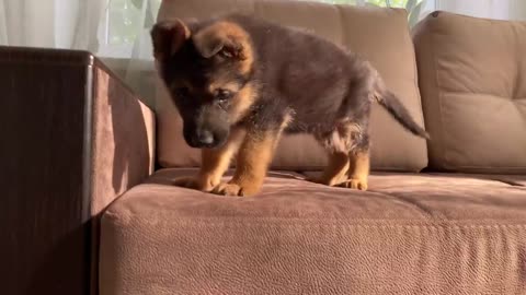 German Shepherd Puppy and Kitten Playing [TRY NOT TO LAUGH]