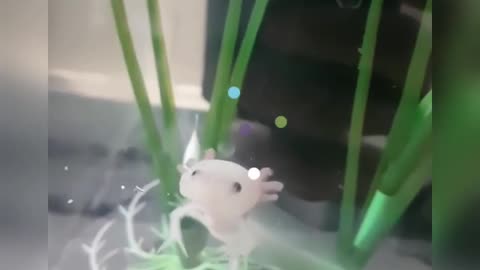 Baby Axolotls are the cutest animals in Existence