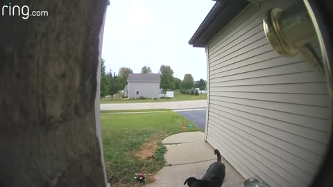 When Your Dog Learns to Ring The Doorbell