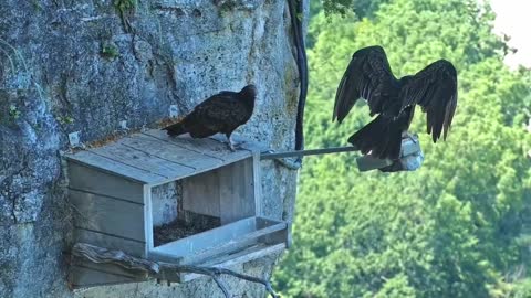 2 Turkey Vulture at Great Spirit Bluff