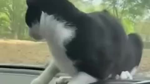 Funny videos of Cats and Dogs. Video # 20