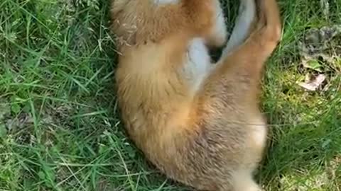 PETTING a Sleeping WILD FOX