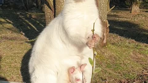 Albino Mother and Baby Wallaby Soak up the Sun